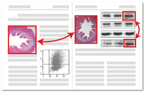 Image Analysis AI - Duplicate Detection