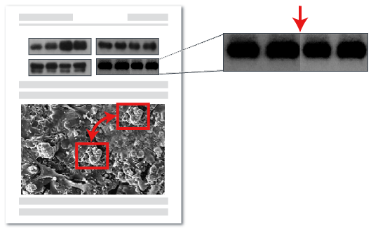 Image Analysis AI - Manipulation Detection